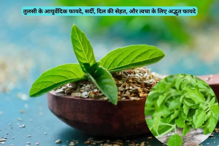Benefits Of Basil Leaves: तुलसी के आयुर्वेदिक फायदे, सर्दी, दिल की सेहत, और त्वचा के लिए अद्भुत फायदे Benefits Of Basil Leaves